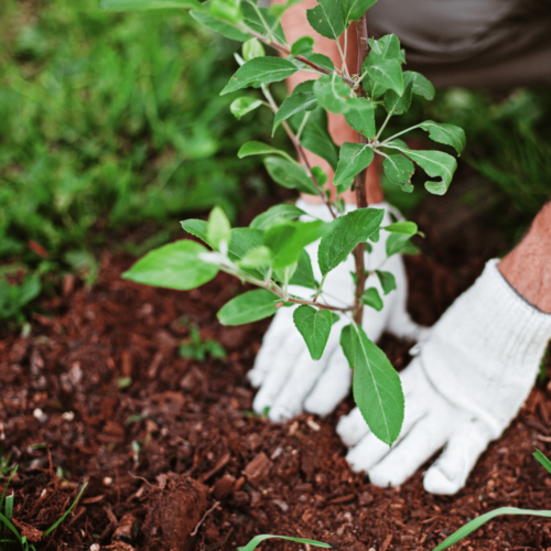 En mand der planter en plante